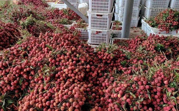 31天,560万斤!茂名荔枝产业园顺利完成年度生产计划